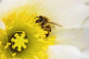 POLEN de abejas